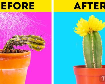 How to replant cactus? Basic gardening tips on growing cactus plant at home