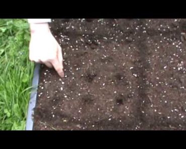 SmartGrowers – How to plant vegetable seeds in a raised bed