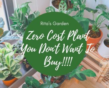 Zero Cost Plant You Don't Want To Buy!!! |Tips for Beginner Gardeners| Tamil