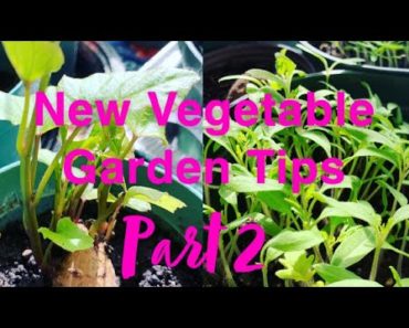 Spring Backyard Vegetable Gardening Tips Part 2 Vlog | FullHappyBelly