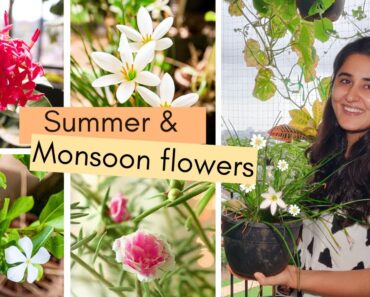 5 Unique Flowering Plants for Indian Summers and Monsoons to Buy