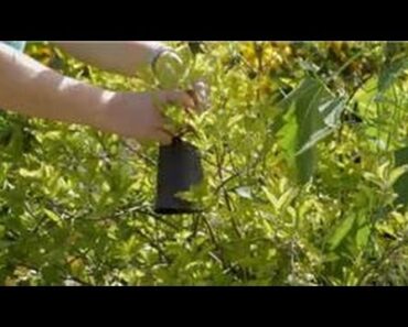 Garden Tips : Recipe for Deer Repellents for Protecting Flowers