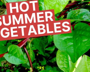 Summer Vegetables to Grow in your Florida Vegetable Garden | Beat the Heat in your Summer Garden