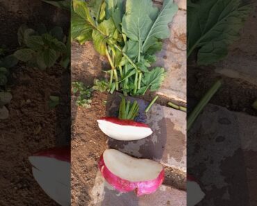 How to get turnip seeds #shorts #youtubeshorts #gardening