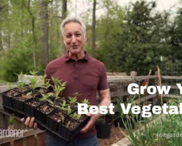 Tips for Creating a Bountiful Vegetable Garden