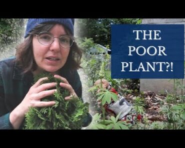 Moving Perennials in your Garden | Planting a Dwarf Conifer | Beginner Gardening Tips 🌳