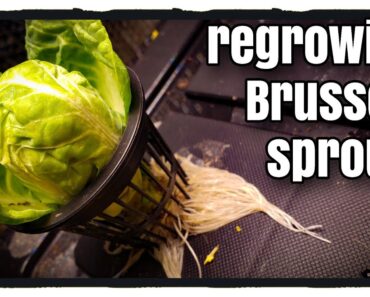 Regrowing Brussels Sprouts?!  (Indoor Hydroponic Garden)