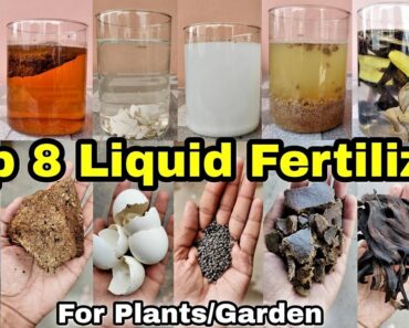 Top 8 Liquid Fertilizer for your Plants / Garden.