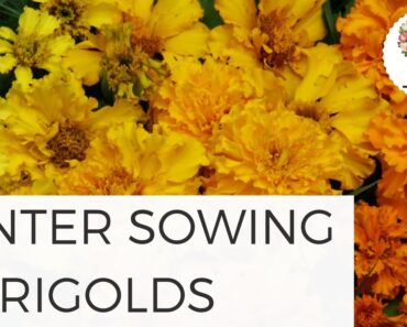 Winter Sowing Marigold Seeds Growing Flowers from Seed Organic Gardening  Beginners Cut Flower Farm