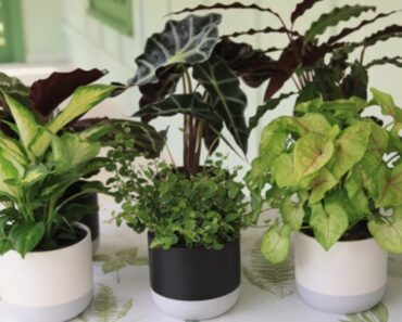 How to Grow Indoor Plants | Mitre 10 Easy As Garden