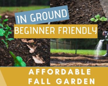 Affordable In Ground Garden (Beginners)