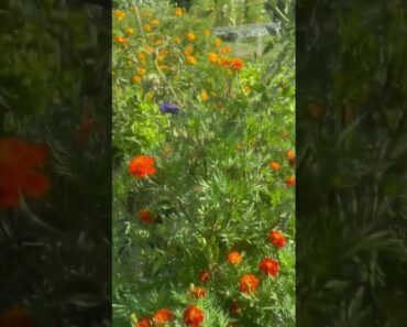 Tomatoes & Marigold Flowers in my backyard garden #short #shorts