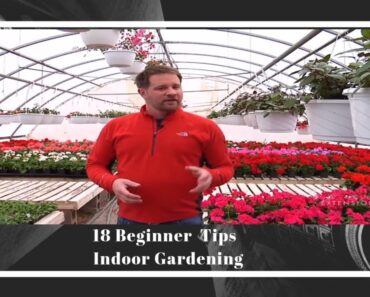 18 Beginner Easy Tips To Boost Your Indoor Gardening 2018