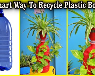 Smart Use of Recycle Standing Plastic Bottles to Grow Indoor Plants || (Easy Indoor Gardening Tips)