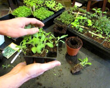 Three Minute Garden Tips: Growing Sage Indoors from Seeds to Transplants: The Rusted Garden 2013