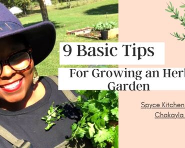 9 Basic Tips for Growing an Herb Garden | Tips for Gardening Beginners