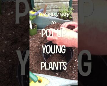Gardening Tips | The EASY Way to Pot Up Young Plants! | Garden Ideas | #short​​