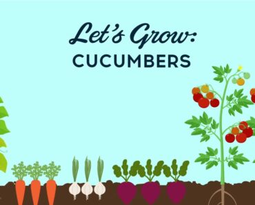 Let’s Grow Cucumbers – Vegetable Gardening Tips