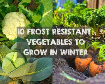 10 Frost Resistant Vegetables to Grow in Winter
