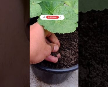 TIPS To Grow Hollyhocks Plant In Pot (Care & Fertilizer) for beginner #shorts #holyhock