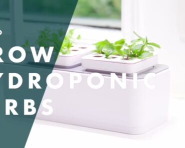 How To Grow Hydroponic Herbs | Bunnings Warehouse