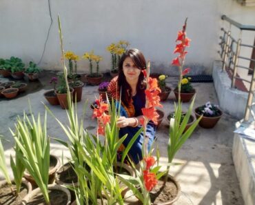 Gladiolus Flower Plant Care and Tips