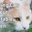 Keeping Cats Off Your Vegetable Garden