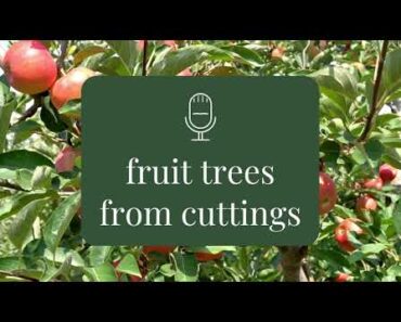 Hardwood cuttings – beginner gardening advice – Rooting for You Podcast Season 2 Episode 7