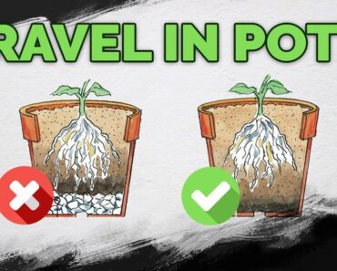 STOP Putting Gravel At The Bottom Of Your Pots!