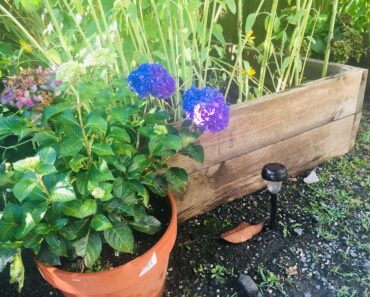 Tips For Beginner Raised Garden Beds| Week 16 | Backyard Gardening| July 2021