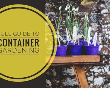 HOW TO START A CONTAINER GARDEN FOR BEGINNERS | COMPLETE GUIDE TO CONTAINER GARDENING IN CANADA