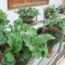 Vegetable Growing On The Balcony, Hanging Garden Ideas Automatic Watering From Plastic Bottles