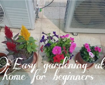 Gardening at home (Part-1)|gardening for beginners|Dynoos Fantasy World