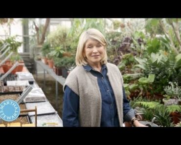 ASK MARTHA Vegetable Garden Basics – Home How-To Series – Martha Stewart