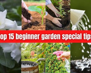 Top 15 beginner garden special tips | Gardeners guide #gardeningtips