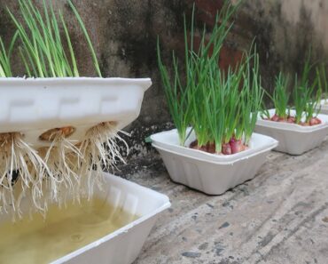 Brilliant idea | How to grow Onions & Garlic in Styrofoam Box for beginners