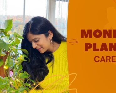 #45 Money Plant (POTHOS) Care Tips // Beginner Indoor Gardening Series – 01