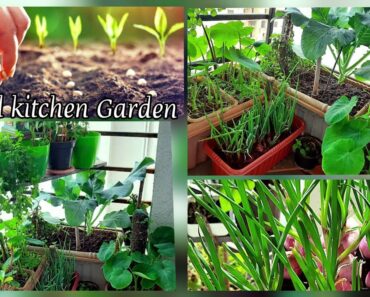 My backyard vegetable Garden Tour | Small balcony kitchen garden | Backyard vegetables garden ideas