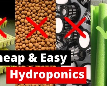 Cheap & Easy DIY Hydroponics | Ditch the expensive stuff for a $1 Pool Noodle
