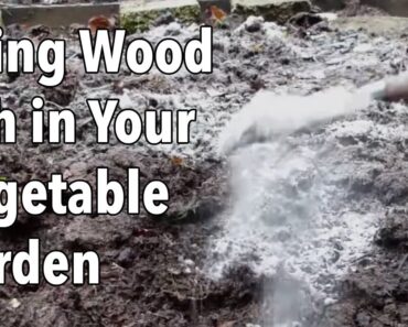 Using Wood Ash in Your Vegetable Garden