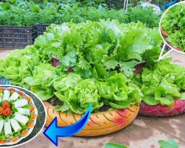 Great Idea Growing Lettuce in Tires | Vegetable Garden in Tires
