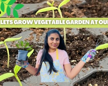 தமிழில்-organic vegetable garden from seeds|Tissue paper sprouting method|Beginner gardening tips