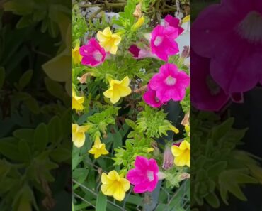 Beautiful Flowers in my backyard garden #short #shorts Zinnias, Marigolds, Sunflowers, Wildflowers