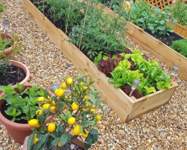 My small backyard vegetable garden tour June 2020  in zone 8 UK