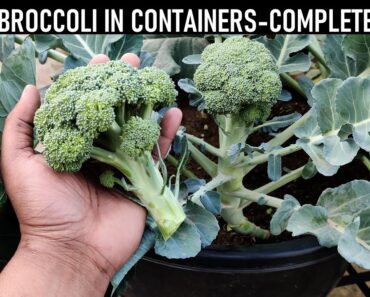 How To Grow Broccoli At Home | SEED TO HARVEST