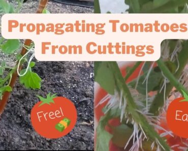 Growing tomato plants from cuttings / suckers | Beginner gardener | Easy tips and tricks
