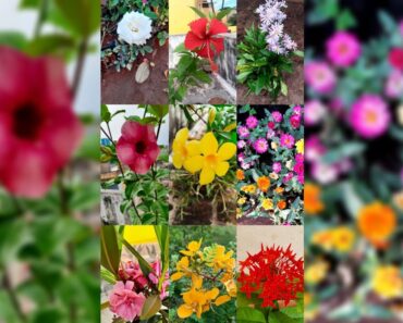 A glimpse of my Flower Garden 🌺🌸🥀🌼🌷⚘🌺🌻 #shorts