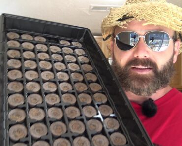 Learn How to Grow seeds indoors with Jiffy  Seed Starter Peat Pellets Tips on seed Germination