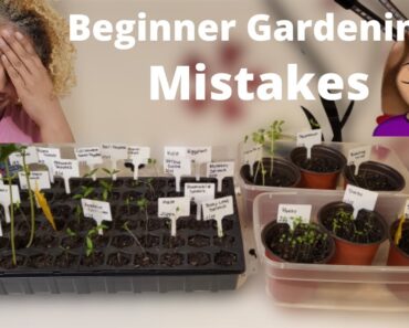Seedling Update | Beginner Gardening Mistakes | Seedling Transplanting Mistakes