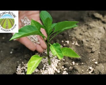 Tips and Tricks for Fertilizing Your Vegetable Garden